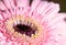 olden Rosette: Glistening Light Pink Barbeton Daisy in a Shower of Golden Dust