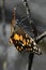 Older adult lime butterfly papilio demoleus in springtime