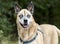 Older Akita Shepherd Husky mix dog with blue eyes and harness animal shelter adoption photo