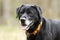 Older Black Labrador Retreiver dog with gray muzzle and hunter orange collar