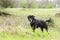 Older Black Labrador Retreiver dog with gray muzzle and hunter orange collar