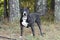 Older Black and white Pitbull Dog