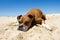 Older Boxer Dog Beach