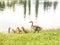 Older Brother Duck Guiding Smaller Siblings into Water