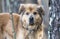Older Collie Retriever mixed breed dog adoption photo