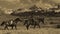 Older Cowboy leads packhorse across historic Last Dollar Ranch o