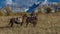 Older Cowboy leads packhorse across historic Last Dollar Ranch o