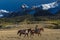 Older Cowboy leads packhorse across historic Last Dollar Ranch o