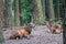 Older deer stag with a mature â€œhornâ€ with several antlers siting in a group