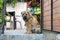 Older dog sharpei calmly sits on the top step into the summer yard and looks at the viewer