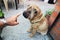 Older dog sharpei sits calmly at the entrance to the summer yard