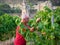 Older farmer in a vineyard with a ruined monastery in the background, checking the grape harvest