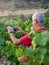 Older farmer in a vineyard taking a photo of the harvest with his cell phone