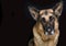 Older German Shepherd Dog Male beautiful Head Shot on black background with copy space