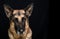 Older German Shepherd Dog Male Head Shot. White muzzle