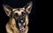 Older German Shepherd Dog Male yawning beautiful Head Shot on black background with copy space