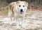 Older Golden Retriever and Anatolian Shepherd mix breed dog outside on leash