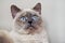 Older gray cat with piercing blue eyes, closeup detail