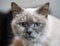 Older gray cat with piercing blue eyes, closeup detail