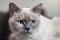 Older gray cat with piercing blue eyes, closeup detail