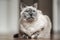 Older gray cat with piercing blue eyes, laying on wooden floor, closeup shallow depth of field photo