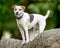 An older Jack Russell standing on a large log