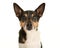 Older jack russell terrier dog portrait