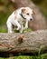 An older Jack Russell Terrier jumping over a fallen tree