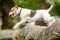 An older Jack Russell Terrier jumping over a fallen tree from the side