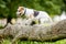 An older Jack Russell Terrier jumping over a log