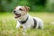 An older Jack Russell Terrier lying in a field