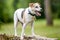 An older Jack Russell Terrier standing on a tree stump