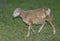 Older Katahdin sheep lamb