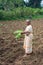 Older lady standing on land with banana plant, Naralapura Karnataka India.