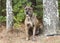 Older male brindle Dutch Shepherd Bulldog mix breed dog sitting down outside on leash