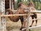 Older male camel laying head down on the gravel floor of his shelter. Long hair makes him hot. View of camel slightly obstructed