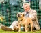 An older man with his barking dog in a dog show in London