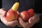 Older man holding colorful pears