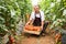 Older man picking fresh red cherry tomatoes harvest in wooden box in greenhouse. Agriculture family business