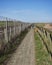 An Older Man slowly walking his Dog on a Footpath between Arbroath and East Haven, part of National Cycle Route 1.