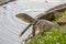 An older monitor lizard reptile walking on grass at Lumpini Park in Bangkok