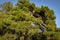 Older Pitsunda pine `Pinus brutia pityusa` on the embankment