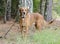 Older red Retriever mixed breed dog