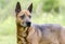 Older red Shepherd mix breed dog, pet rescue adoption photo