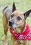 Older red Shepherd mix breed dog with red bandana, pet rescue adoption photo