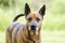 Older red Shepherd mix breed dog wagging tail, pet rescue adoption photo