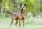 Older red Shepherd mix breed dog wagging tail, pet rescue adoption photo