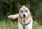 Older Shepherd Husky mix dog with blue eyes and harness animal shelter adoption photo