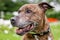 An older staffy portrait looking to the side