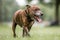 An older staffy portrait walking towards the camera